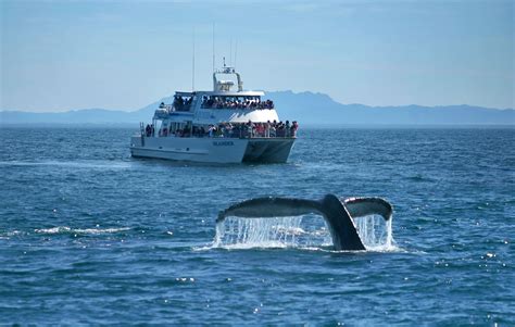 whale watching ventura channel islands|island packers whale watching.